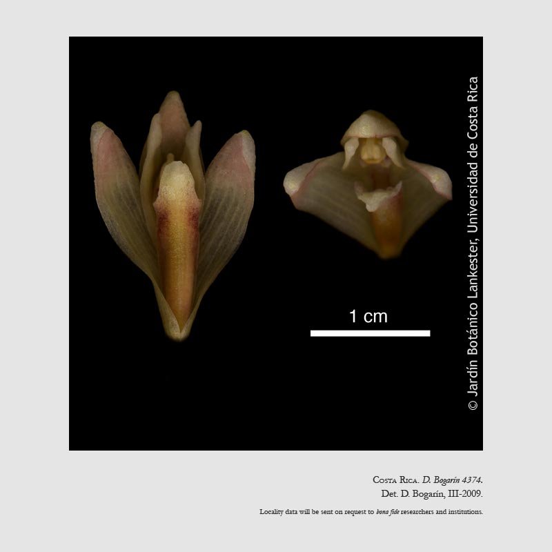 Maxillaria angustissima